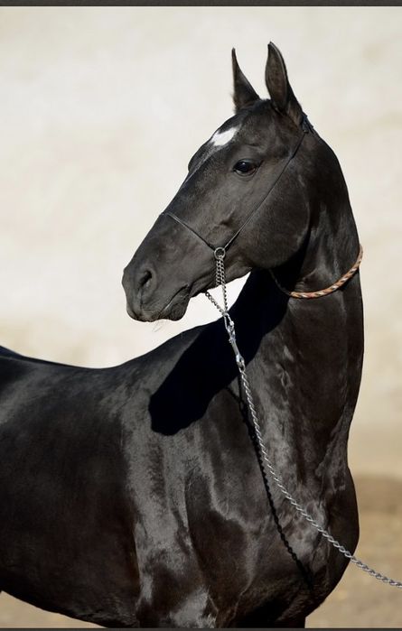 Ахалтикинская лошадь