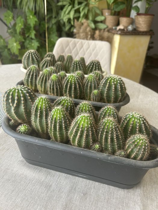 Кактус декоративный