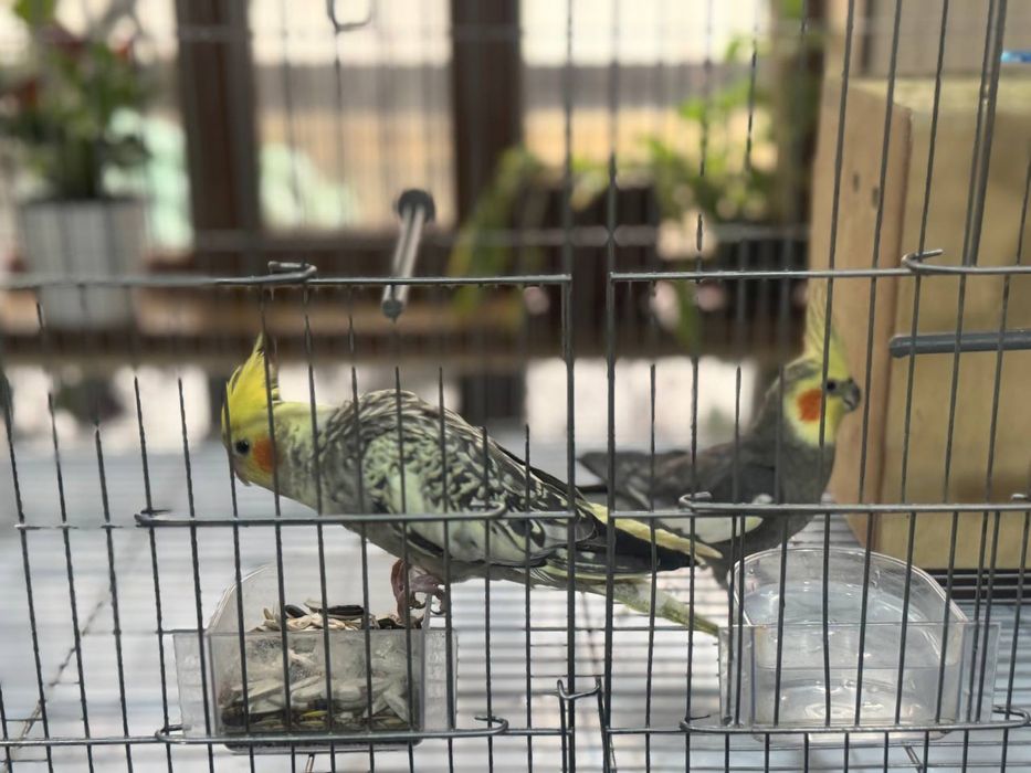 Кореллы, пара продается вместе с домиком и игрушками 500к сум