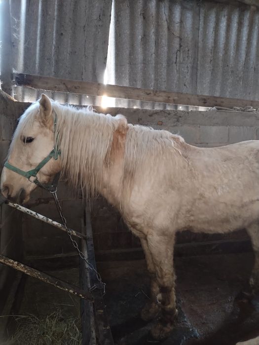 Айғыр  сатамын  ,Продам жеребца