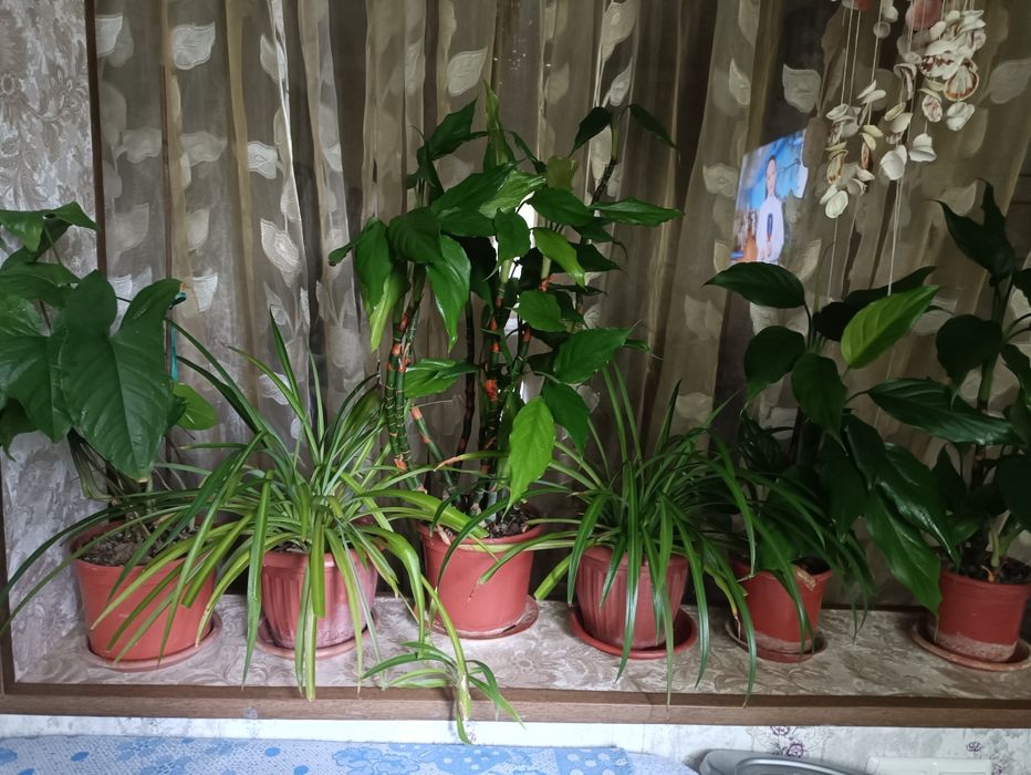 Продам домашние цветы 30000 штука