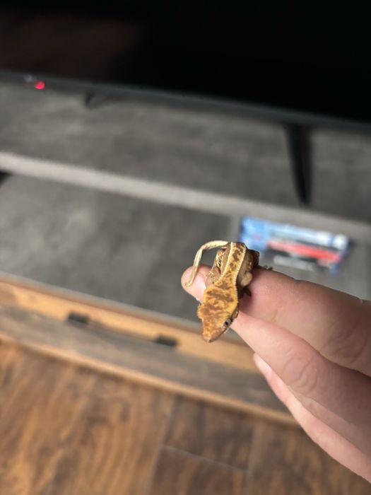 Crested gecko doua nuante