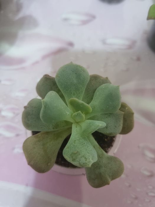 Продам Сукуленты