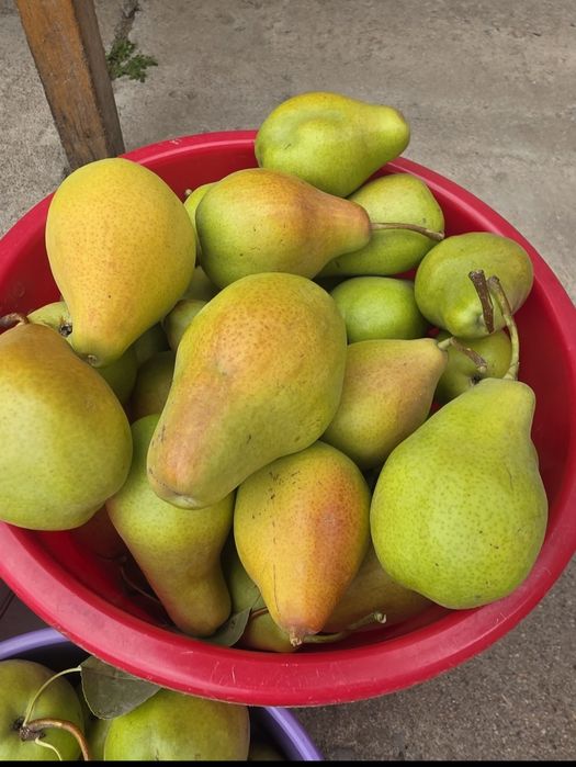 Продам домашнюю грушу Талгарка