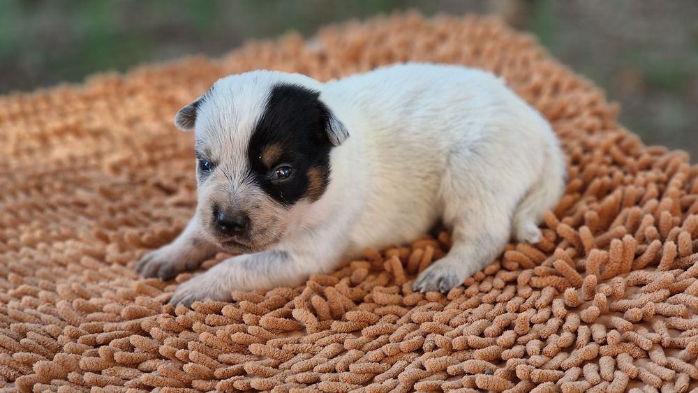 Australian Cattle Dog mascul