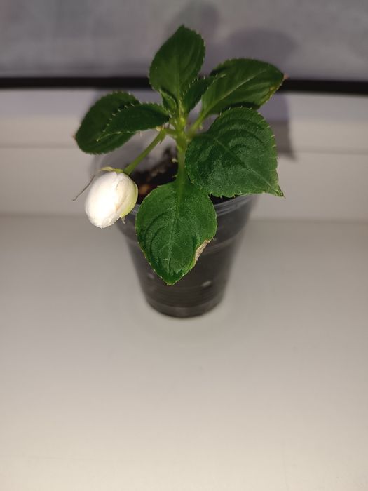 Цветок Бальзамин белый