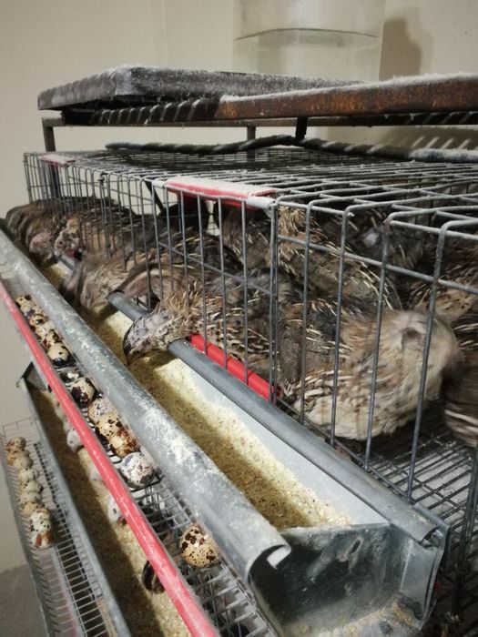 Oua de Prepelițe ptr Tratament/Consum/