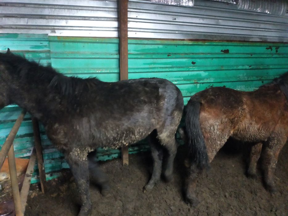 Жылқы, лошади, откорм, соғым