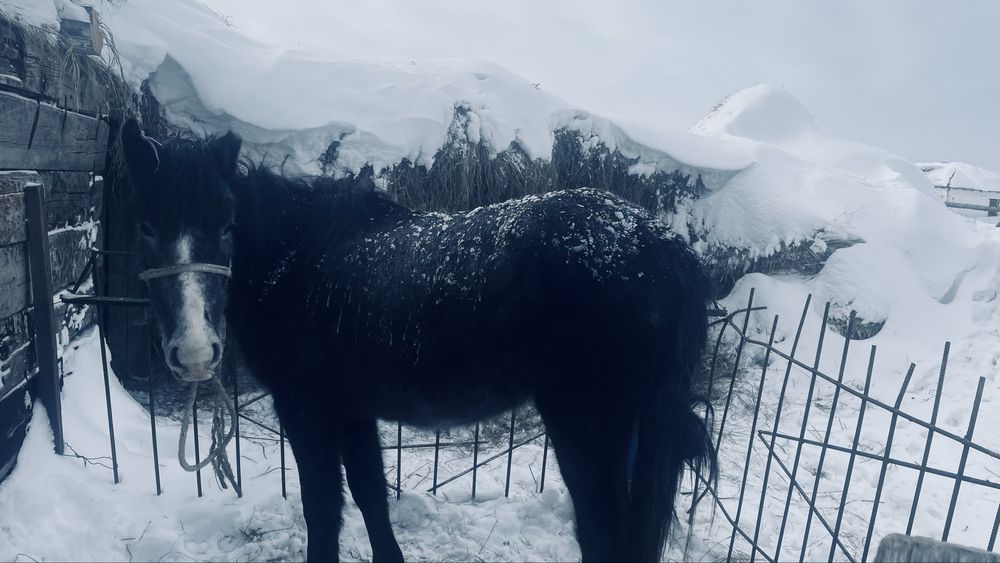 Байтал сатылады