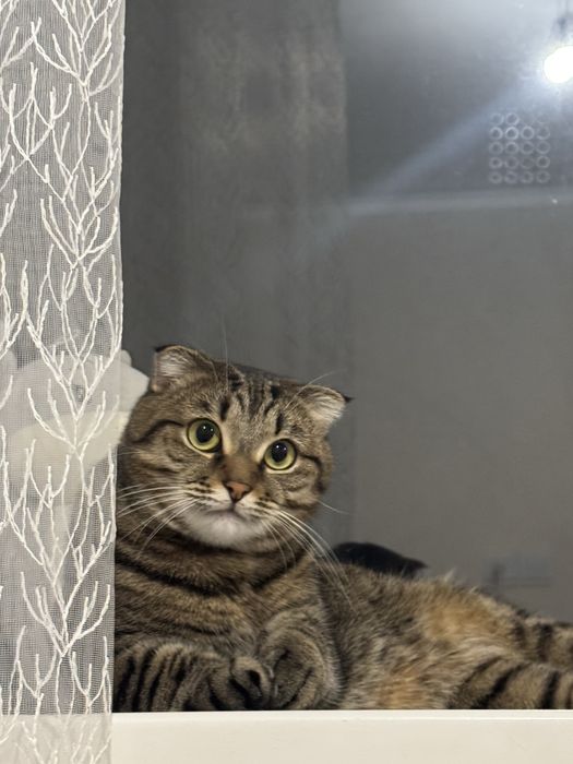 Отдам кошку в добрые руки