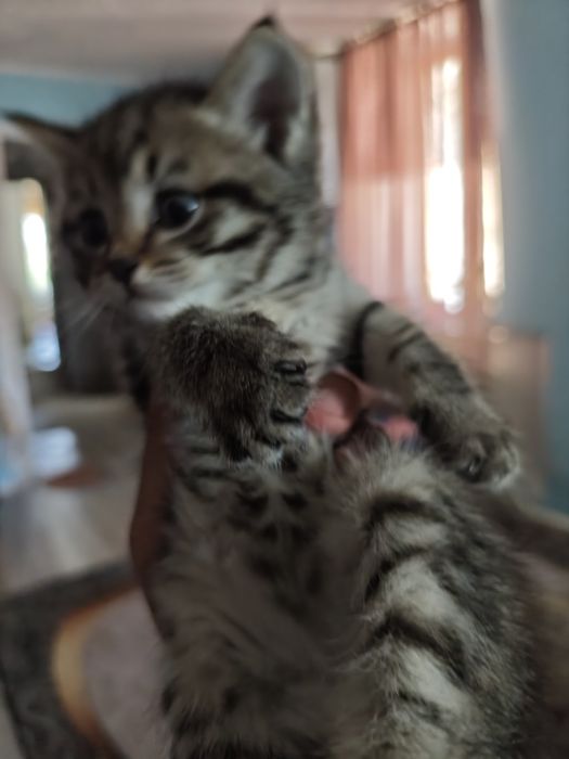 Котята домашние!!!