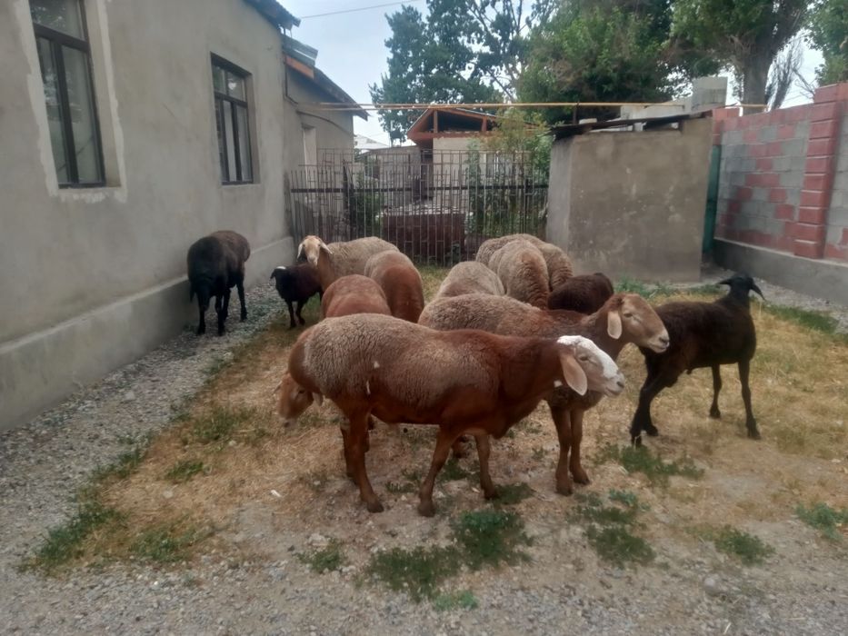 Продам баранов порода арашан