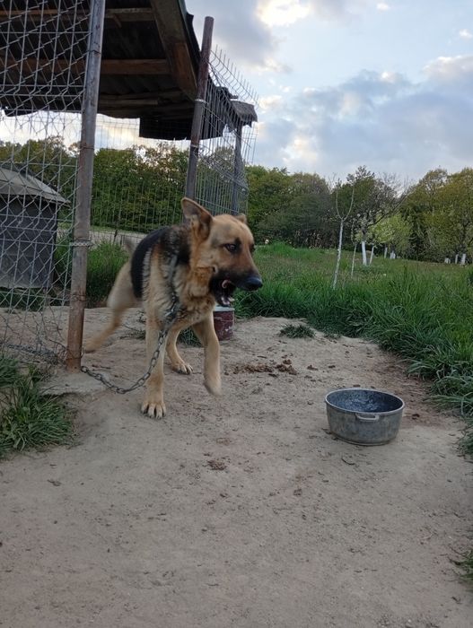 Câine lup ciobanesc german donatie