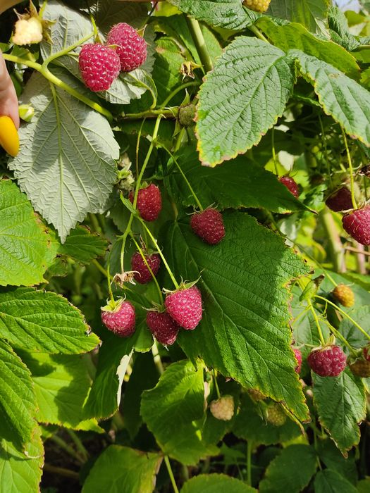 Продам дачу СО,,Колос,,