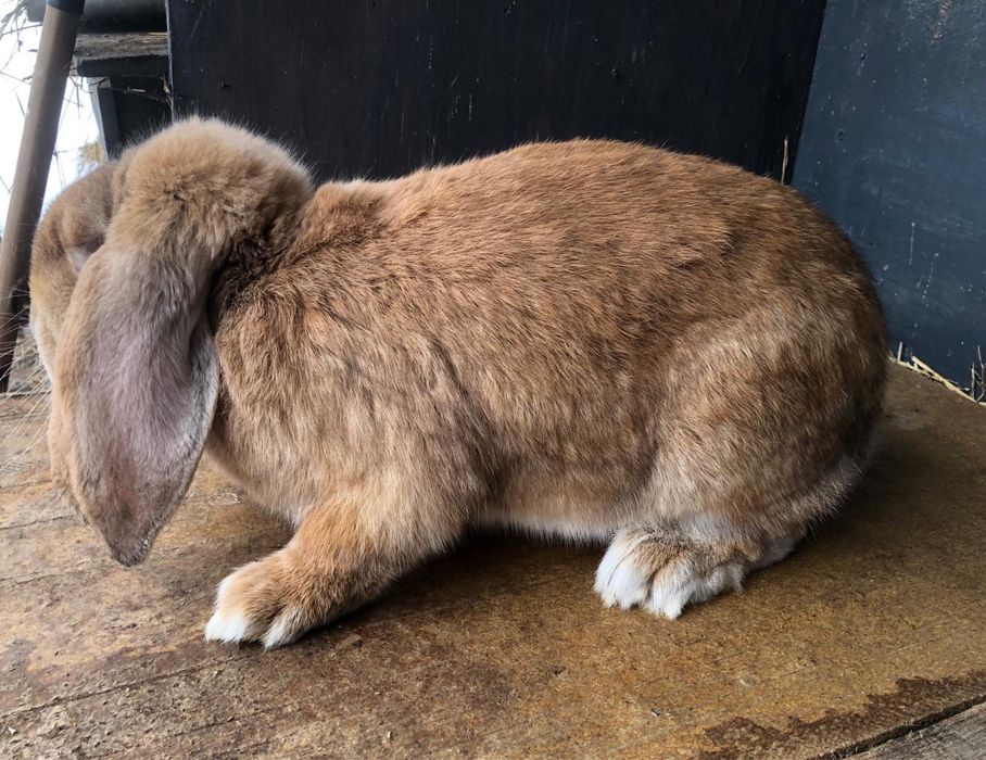 Vand iepure berbec german