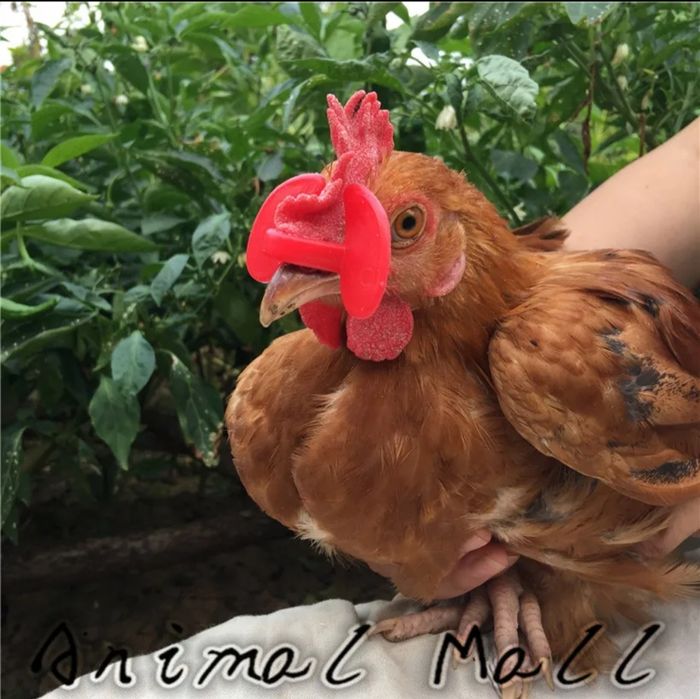 Rus talabalari uxlab yotgan holda jinsiy aloqada bolgan havaskor videolar