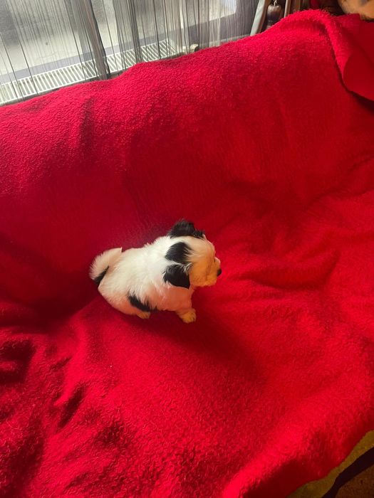 Bichon Havanez/Baiat Bison/Bishon