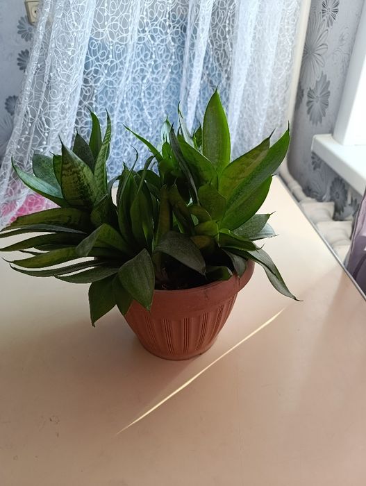 Продам цветок  , 2 - х летний