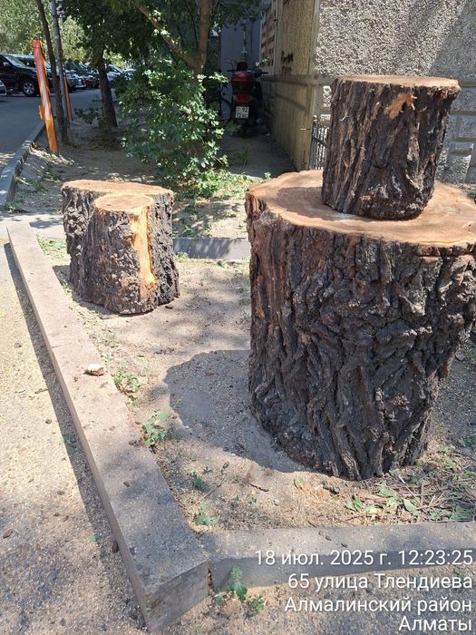 Продам карагач пеньки