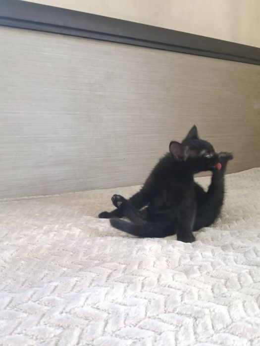 Котёнок девочка 2,5месяца.