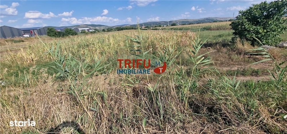 Teren intravilan 5.756 mp cu acces direct la Șoseaua de Centură – Alba