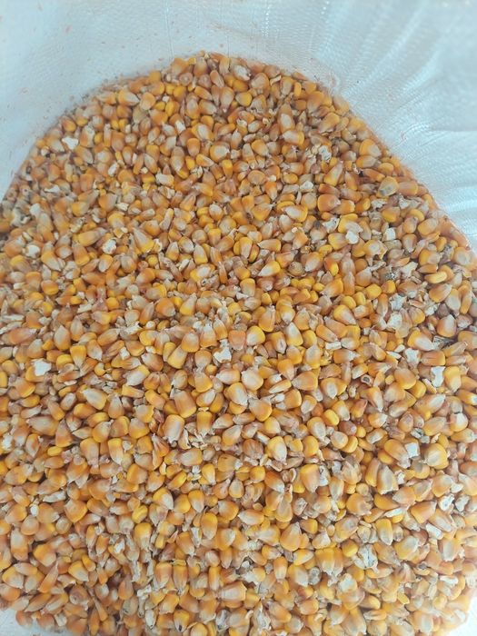 Vând porumb boabe