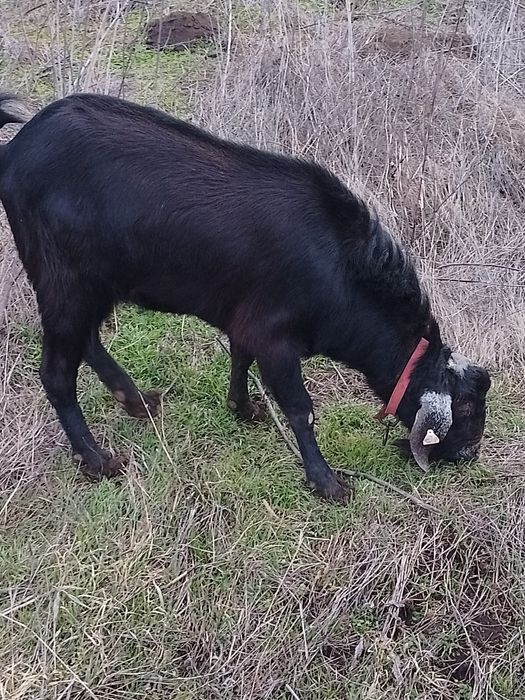 Doua căprițe si un țap