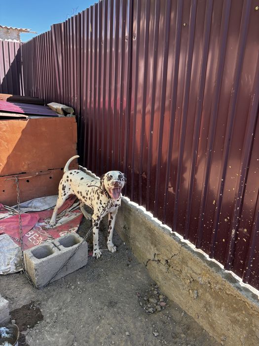 Продается собака