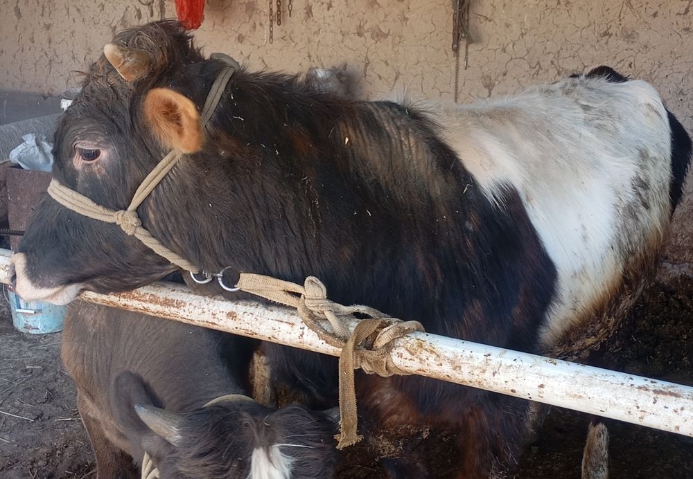 Продается бык 1 ,2 месяца