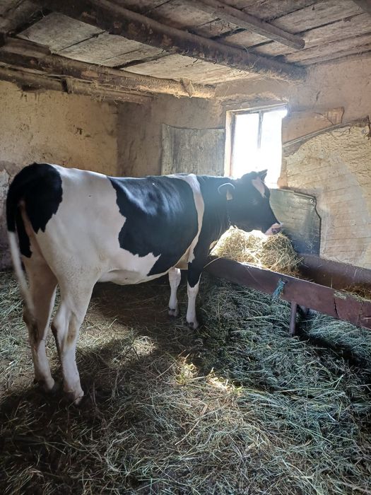 Vând vacă cu 2 viței si juncă gestantă ,5 luni prețul e negociabil