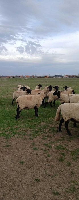 Vând 9 oi și un berbec Sulffoc