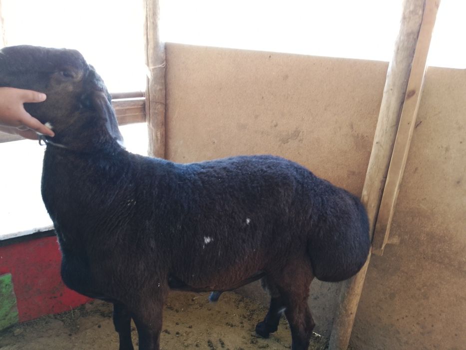 Qoy qo'chqor sotiladi