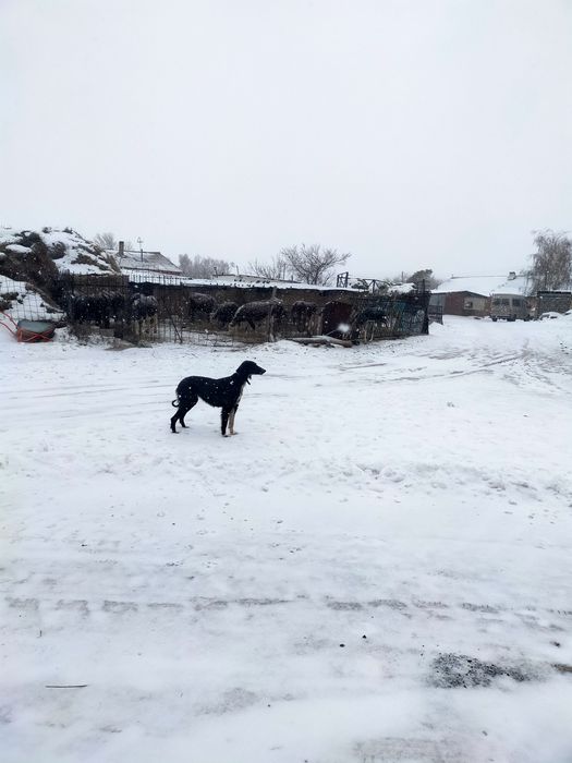 Тазы сатылады каншык