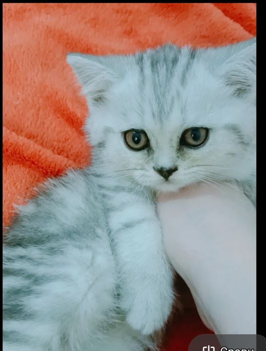 Шотландская чистокровная девочка