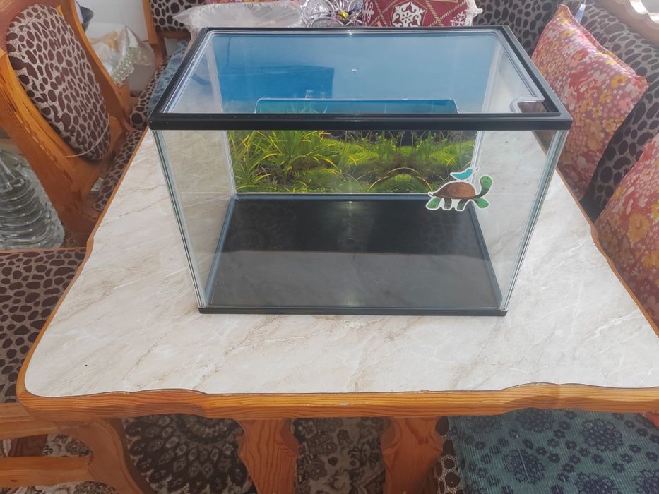 Терариум с ультрафиолетовой лампой. Terarium ultrafiolet cheroq blan