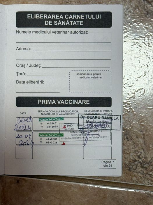 Vand pisica Sphinx elf blue rasa pura fara par motanel