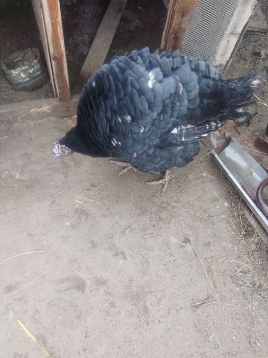 Куркалар СОТИЛАДИ!