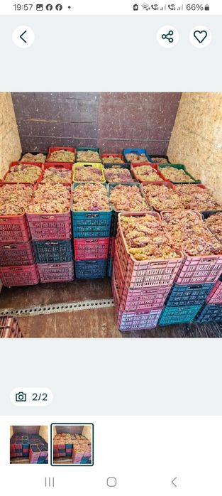 Struguri de vin direct din vie din Vrancea
