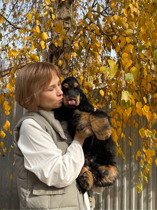 Щенок английский кокер спаниель