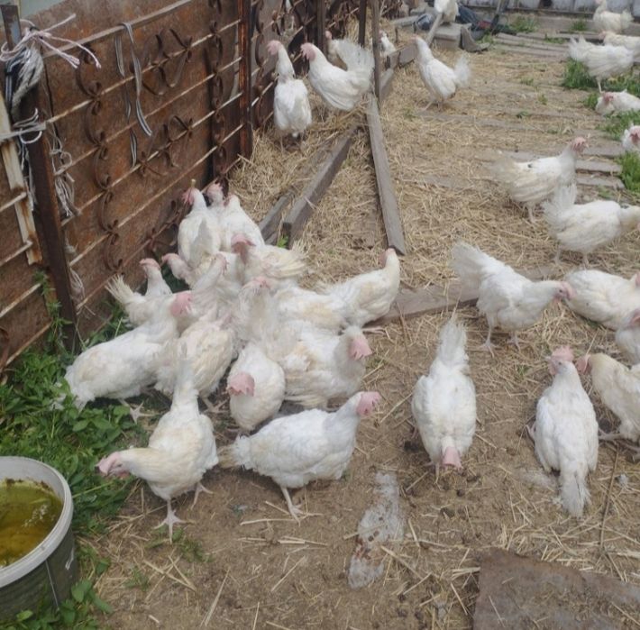 Продажа курей,уток и бройлеров