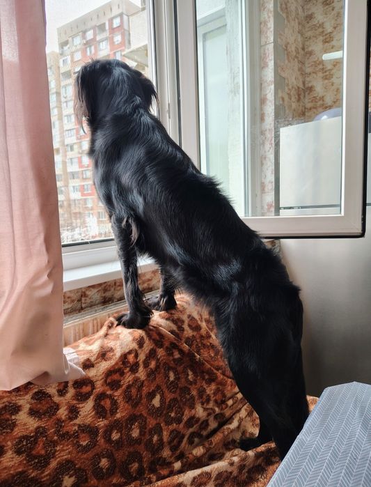 Подарявам Куче на 1 година и  3 месеца