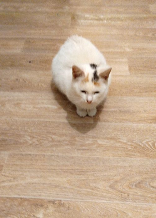 Отдам кошку в добрые руки