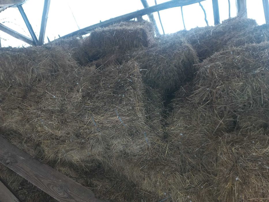 Baloti de fân tinuti la scut