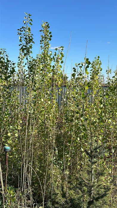 Продаются ели, тополя