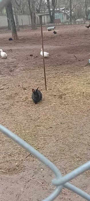 Продавам зайци, петли и патици за консумация + декоративно козле