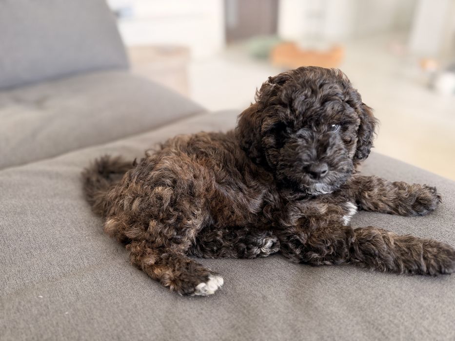 Poodle/caniche mini de vanzare