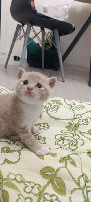Продаю котят мальчики