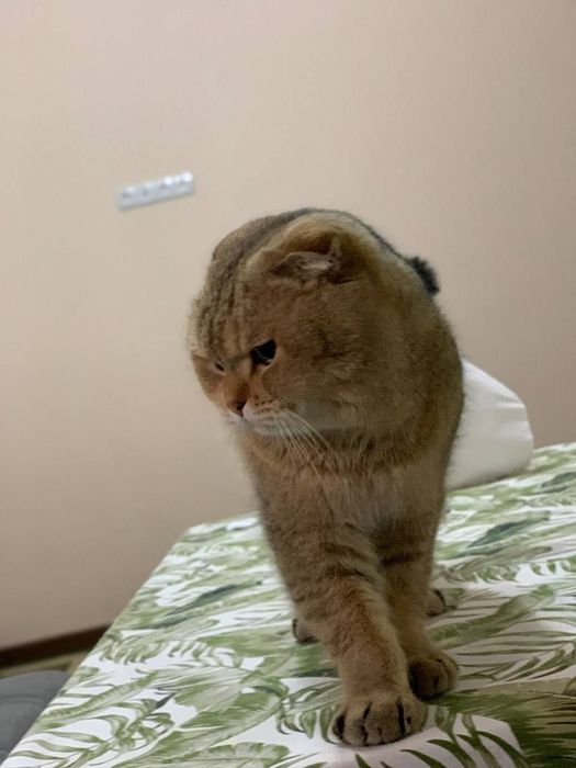 Вязка! Сотилмийди!