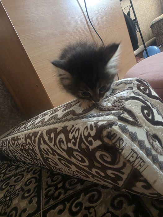 Отдам котят в добрые руки