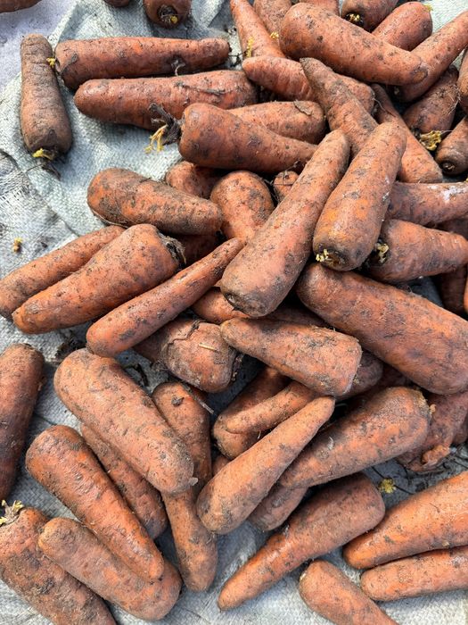 Продам морковь 160 тенге Каскад